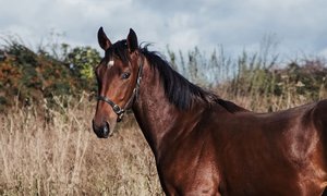 Houdini DSC_1297 (kopia)