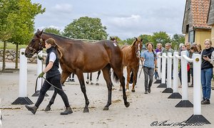 Scandinavian Open Yearling Sale 2023_DSC8069