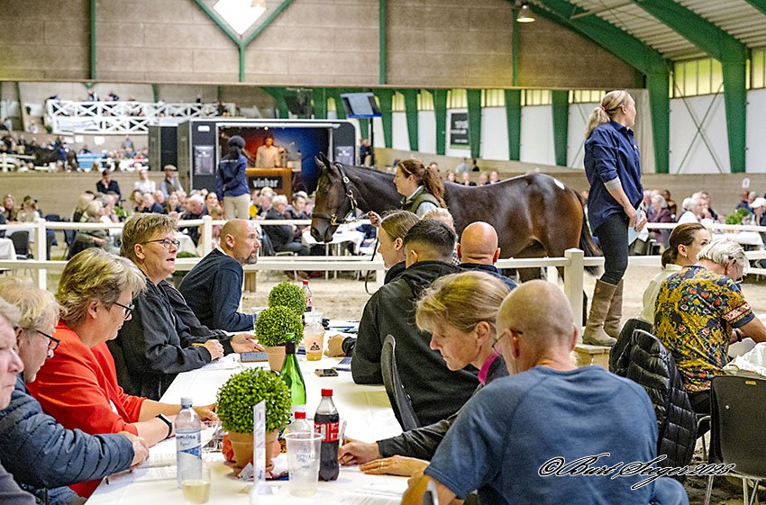 Scandinavian Open Yearling Sale 2023_DSC7928