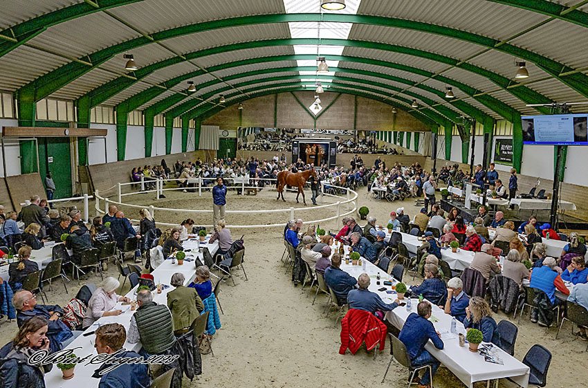 Scandinavian Open Yearling Sale 2023_DSC7948