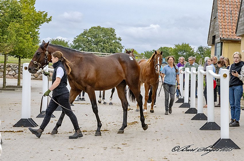 Scandinavian Open Yearling Sale 2023_DSC8069