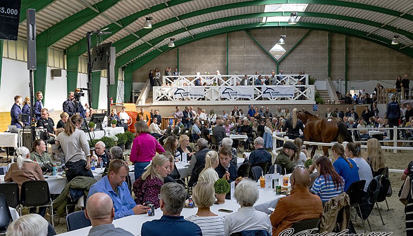 Scandinavian Open Yearling Sale 2024 utsikt