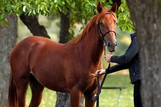 Stockholm Yearling Sale 8