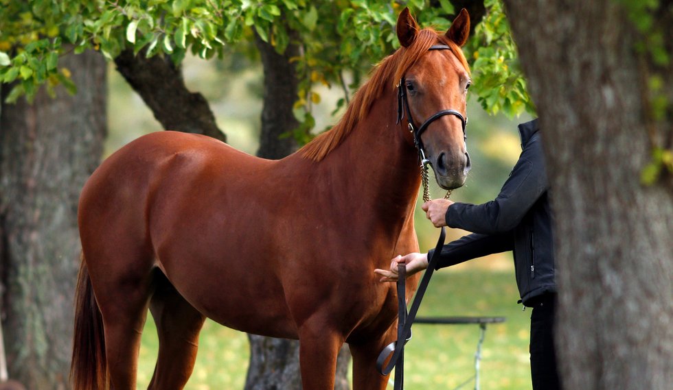 Stockholm Yearling Sale 8