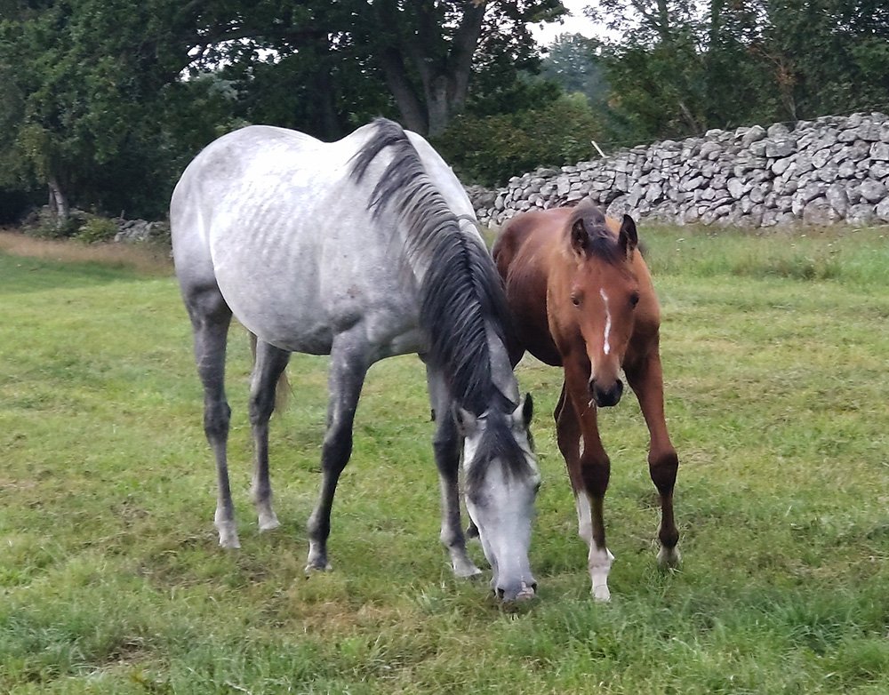 Angel Lane tillsammans med Valter