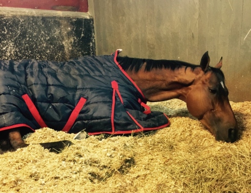 häst sover sandh